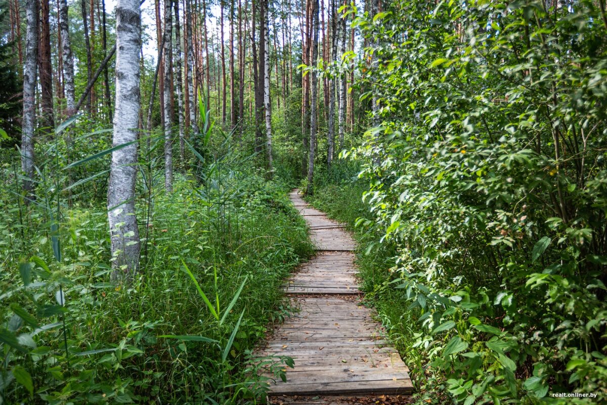 Новая экотропа появится в Год благоустройства в каждом лесхозе Могилевской области